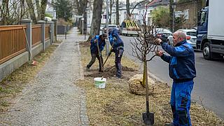 Bild zeigt Arbeiter beim Pflanzen von Straßenbäumen.