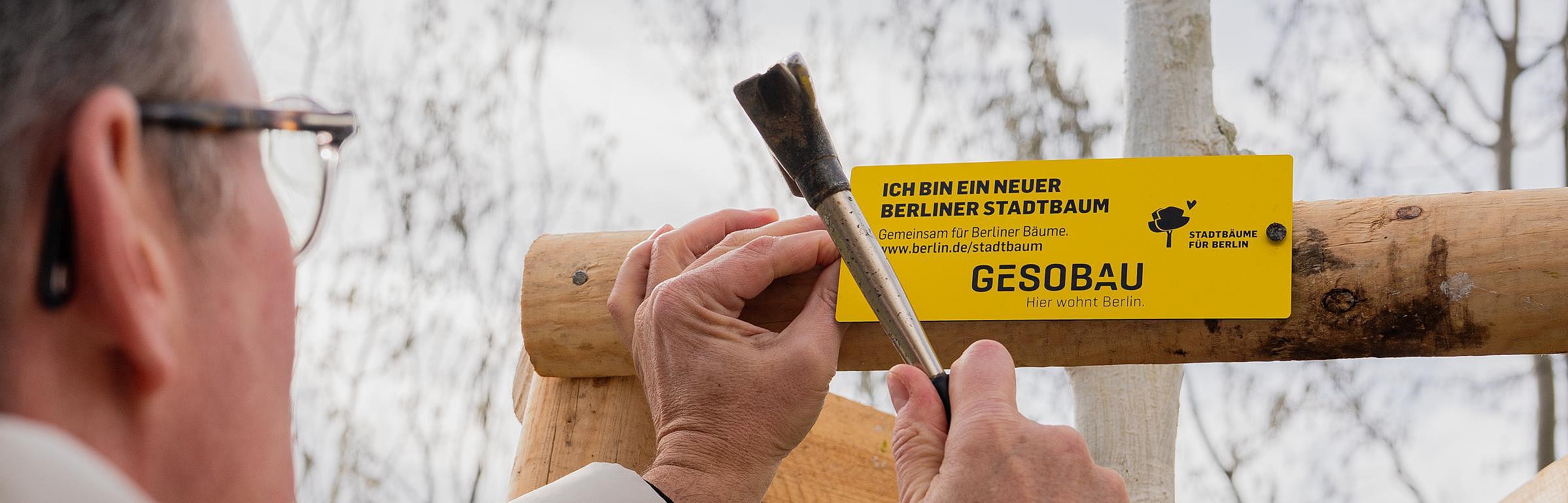 Außenaufnahme zeigt GESOBAU-Vorstand Lars Holborn beim Anbringen eines Spendenschilds an einen gespendeten Stadtbaum.