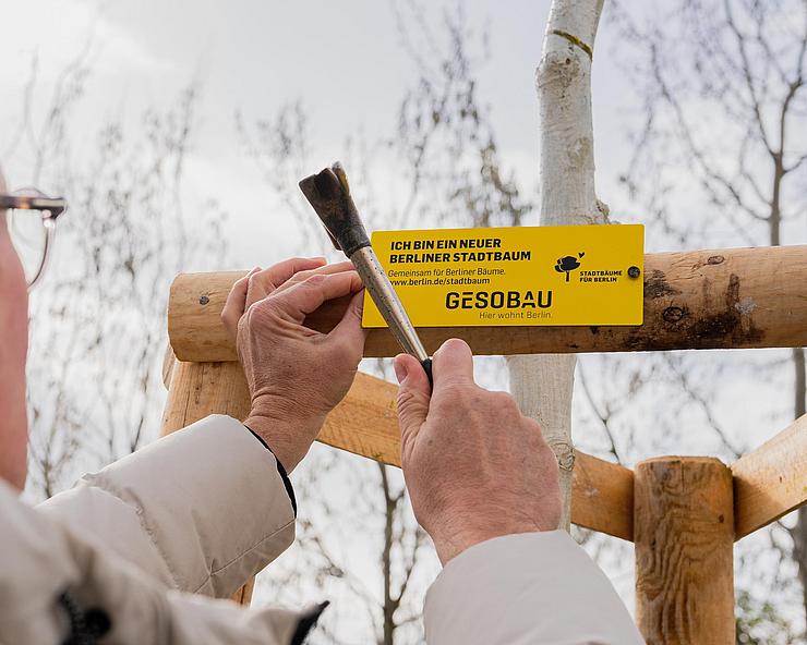 Außenaufnahme zeigt GESOBAU-Vorstand Lars Holborn beim Anbringen eines Spendenschilds an einen gespendeten Stadtbaum.
