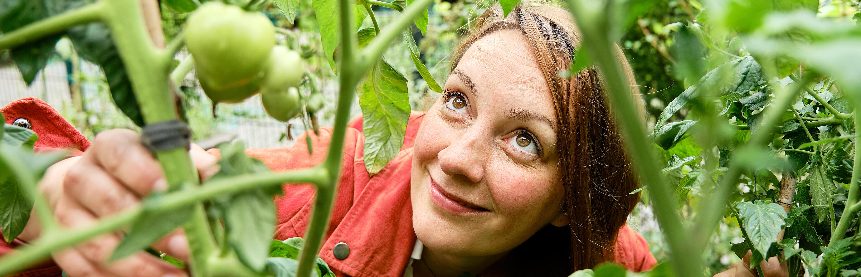 Außenaufnahme zeigt eine GESOBAU-Mitarbeiterin vor Tomatenstauden hockend. 