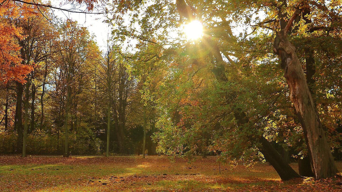 Die Außenaufnahme zeigt eine Herbstlandschaft: Bäume mit grünen und braun-rot verfärbten Blättern reihen sich aneinander im Park des Schloss Charlottenburg. Die Sonne scheint von oben durch die Bäume.