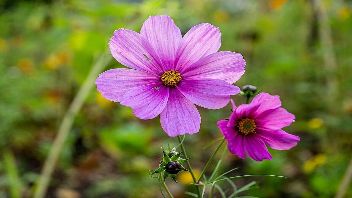 Fotografie einer rosafarbenen Cosmea mit zwei Blüten und mehreren Knospen