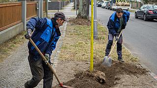 Bild zeigt Arbeiter beim Pflanzen einen Straßenbaumes