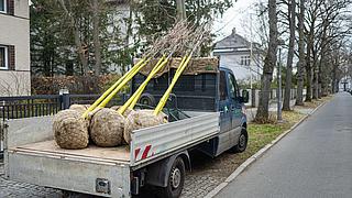 Bild zeigt Transporter mit Bäumen auf Ladefläche am Straßenrand.
